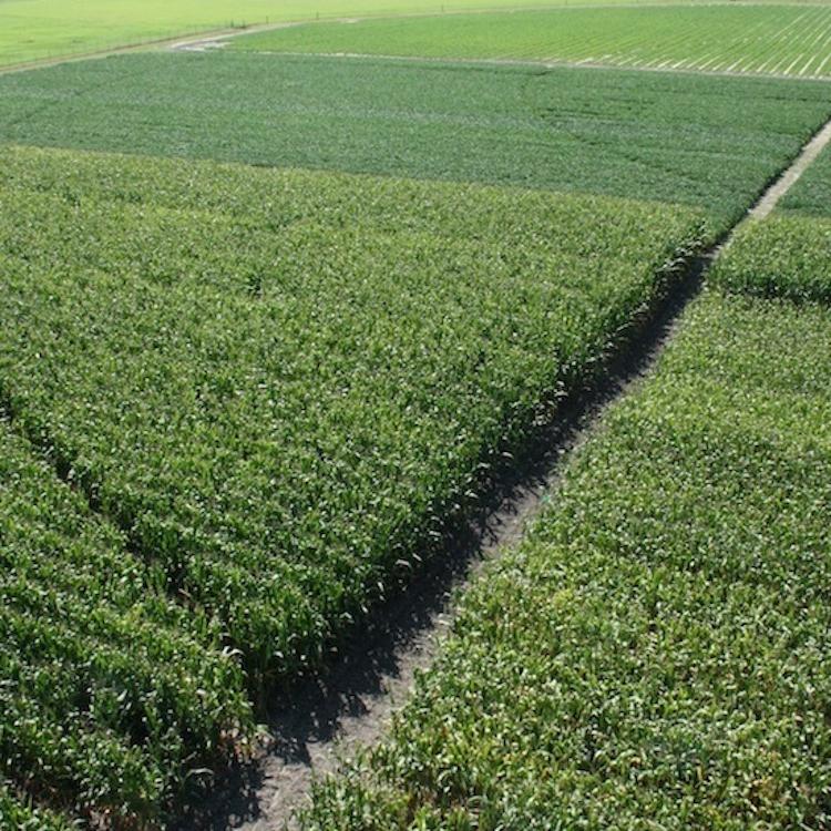 Georgia Agriculture Awareness Week Celebrates Farmers